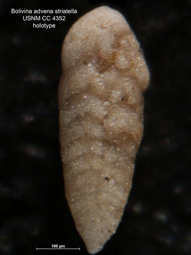 Bolivina advena var. striatella Cushman, 1925