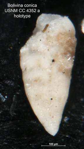 Bolivina conica Cushman, 1925