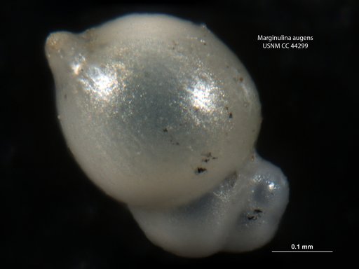 Marginulina augens Cushman & Todd, 1945