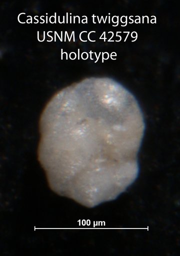 Cassidulina twiggsana Cushman, 1945