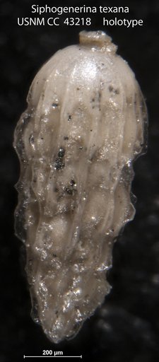 Siphogenerina texana Cushman & Ellisor, 1945