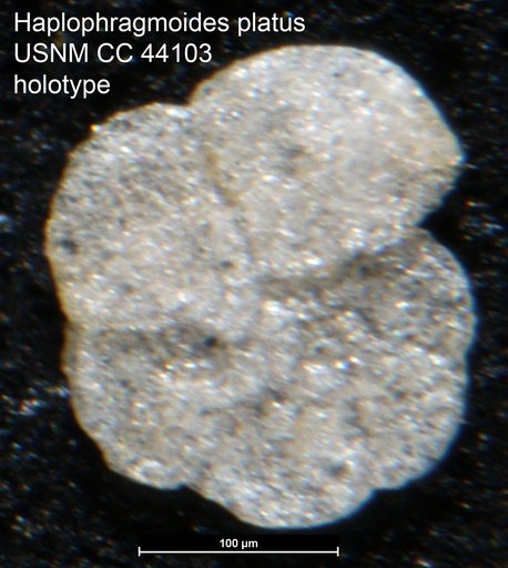 Haplophragmoides platus Loeblich, 1946