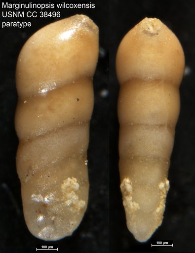 Marginulinopsis wilcoxensis Toulmin, 1941