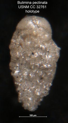Bulimina pectinata Cushman & Parker, 1940