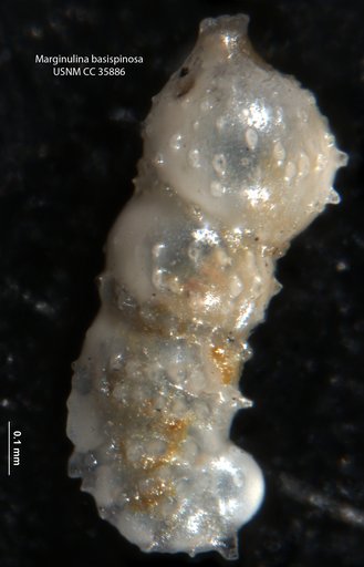 Marginulina basispinosa Cushman & Renz, 1941