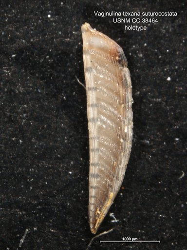 Vaginulina texana var. suturocostata Cushman & Deaderick, 1942