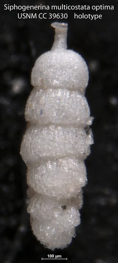 Siphogenerina multicostata var. optima Cushman & Jarvis, 1943