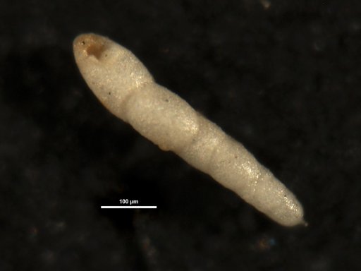 Nodosarella subcylindrica Cushman, 1943