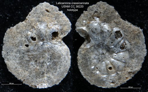 Laticarinina crassicarinata Cushman & Todd, 1942