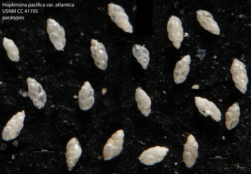 Hopkinsina pacifica var. atlantica Cushman, 1944