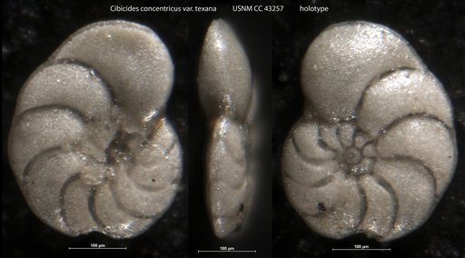 Cibicides concentricus var. texana Cushman & Ellisor, 1945