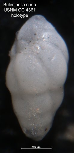 Buliminella curta curta Cushman, 1925