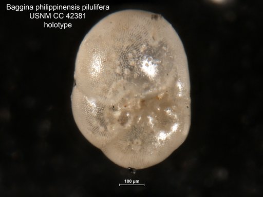 Baggina philippinensis var. pilulifera Cushman & Todd, 1944