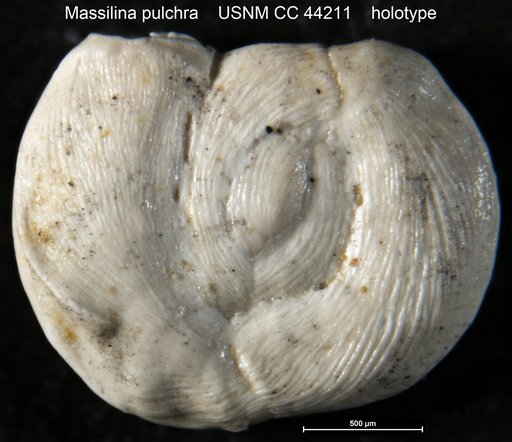 Massilina pulchra Cushman & Gray, 1946