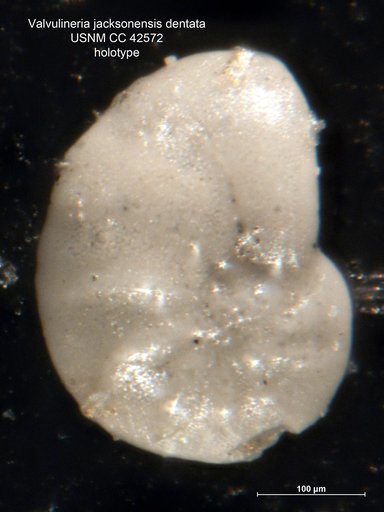 Valvulineria jacksonensis var. dentata Cushman, 1945