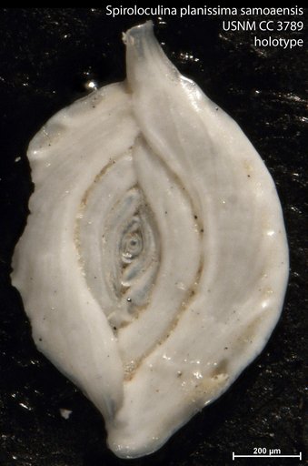 Spiroloculina planissima var. samoaensis Cushman, 1924