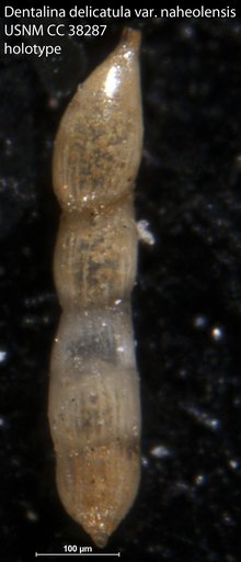 Dentalina delicatula var. naheolensis Cushman & Todd, 1942