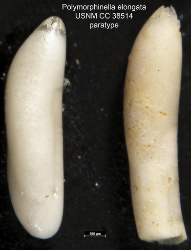 Polymorphinella elongata Toulmin, 1941
