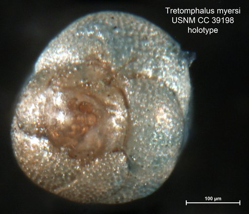 Tretomphalus myersi Cushman, 1943