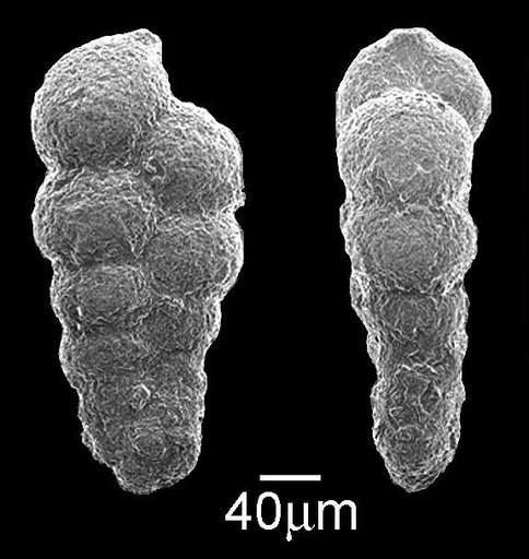 Zeauvigerina lodoensis Martin, 1943