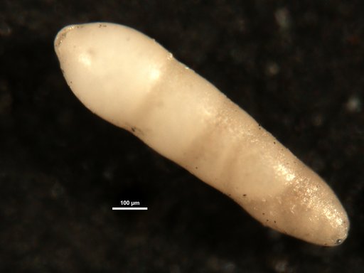 Nodosarella robusta Cushman, 1943