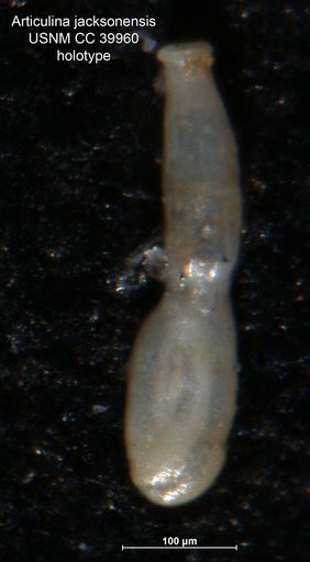 Articulina jacksonensis Cushman, 1944