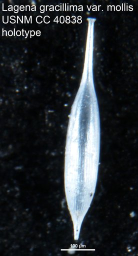 Lagena gracillima var. mollis Cushman, 1944