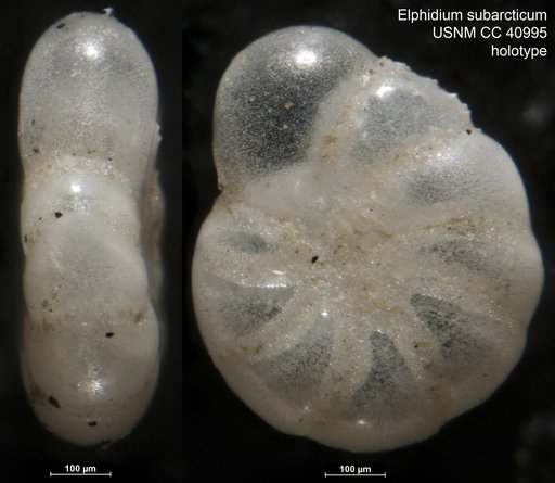 Elphidium subarcticum Cushman, 1944
