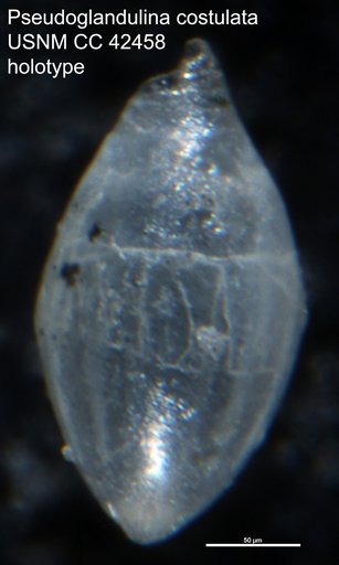 Pseudoglandulina costulata Cushman, 1944