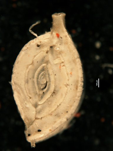 Spiroloculina communis Cushman & Todd, 1944
