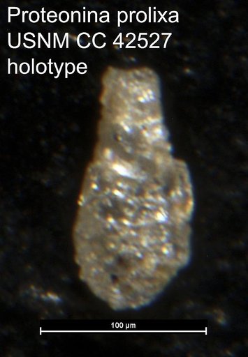 Proteonina prolixa Cushman, 1945