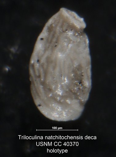 Triloculina natchitochensis var. deca Cushman, 1944