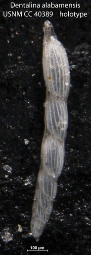 Dentalina alabamensis Cushman, 1944