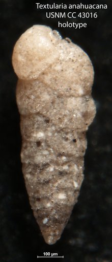 Textularia anahuacana Cushman & Ellisor, 1945