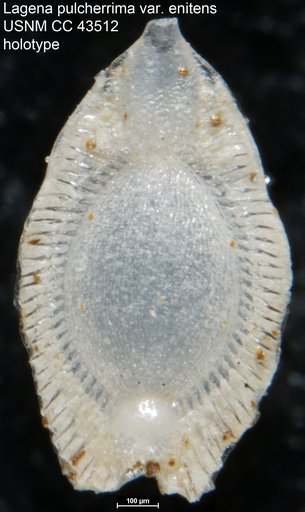 Lagena pulcherrima var. enitens Cushman & Stainforth, 1945
