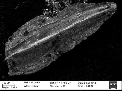 Plectofrondicularia nuttalli var. acuta Cushman & Stainforth, 1945