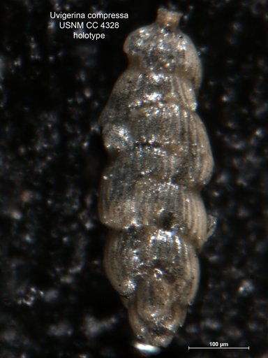 Uvigerina compressa Cushman, 1941