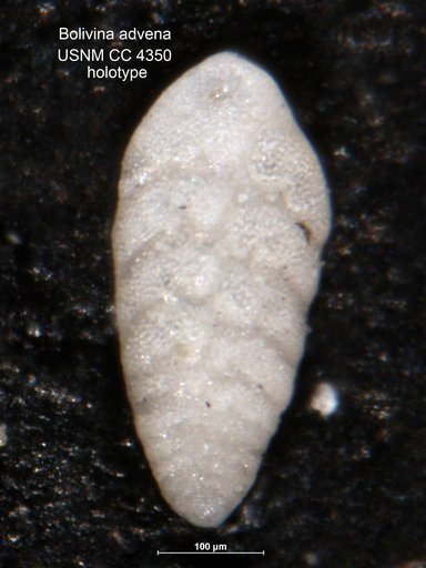 Bolivina advena Cushman, 1925