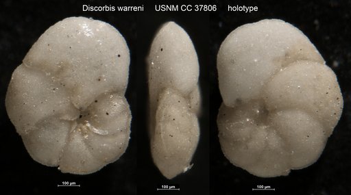 Discorbis warreni Dorsey, 1948