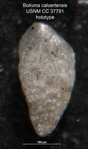 Bolivina calvertensis Dorsey, 1948