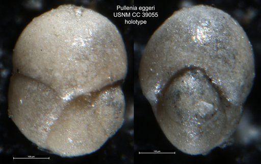 Pullenia eggeri Cushman & Todd, 1943