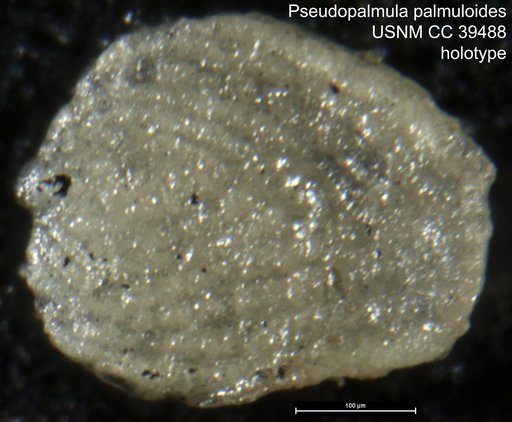 Pseudopalmula palmuloides Cushman & Stainbrook, 1943