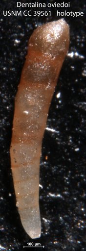Dentalina oviedoi Frizzell, 1943