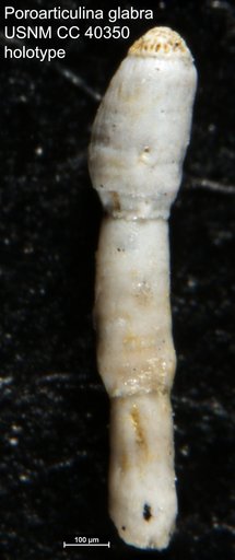 Poroarticulina glabra Cushman, 1944