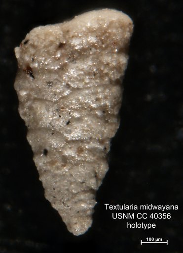 Textularia midwayana Lalicker, 1935