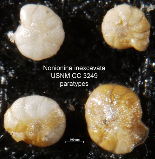 Nonionina inexcavata Cushman & Applin, 1926