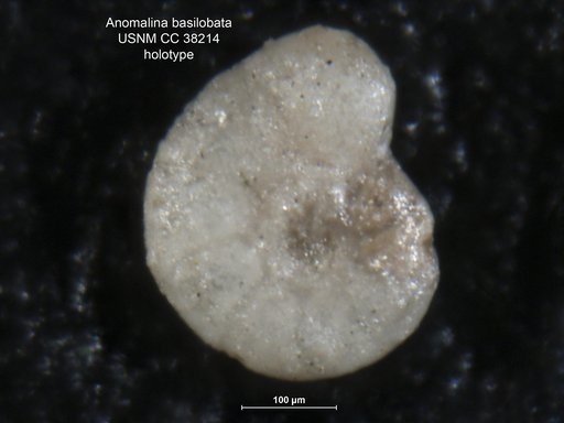 Anomalina basilobata Cushman & Renz, 1942