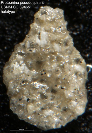 Proteonina pseudospiralis Cushman & Stainbrook, 1858