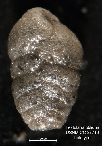 Textularia obliqua Dorsey, 1948