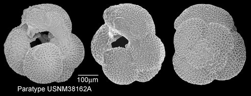 Globigerina baroemoenensis Leroy, 1939